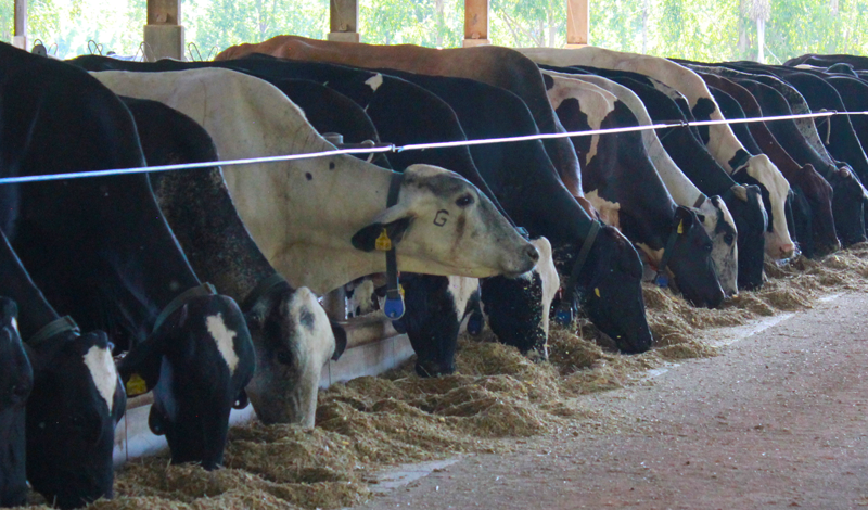 Pecuária leiteira principais raças e tendências para o produtor